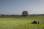 © Peter Robinson  <em>March Morning at Eshton Copse</em>