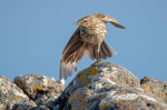 © Tim Fearon  <em>Balletic Rock PIpit</em>