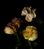 © Yvonne Fairclough  <em>In the Steps of the Dutch Masters</em>