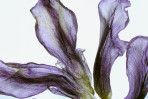 © Yvonne Fairclough  <em>As they fade, look closely.</em>