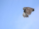 © Jeanette Davidson  <em>tawny owl 2</em>