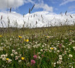 © Jeanette Davidson  <em>hayfield</em>