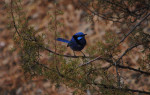 © Jeanette Davidson  <em>Blue wren</em>