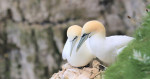 © Jonathan Heath  <em>Pair of Gannets</em>
