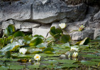 © Margaret Smith  <em>Quarry lillies</em>