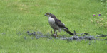 © Gill Pinkerton  <em>Sparrowhawk Feasting</em>