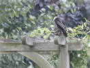 © Harry Pinkerton  <em>Sparrowhawk with a takeaway</em>