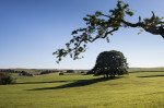 © Peter Robinson  <em>Bright Morning at Eshton Copse</em>