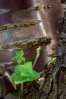 © Ian Hughes  <em>Clapham - Ivy</em>