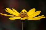 © Ian Hughes  <em>Clapham - Flower</em>