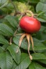 © Sarah France  <em>Bounty of Autumn</em>