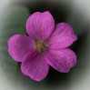 © Sarah France  <em>Beauty in detail</em>