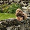 © Sue Best  <em>On the wall</em>