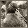 © Sue Haddrill  <em>I've got my beady eye on you</em>