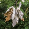 © Sue Haddrill  <em>Shades of Autumn</em>