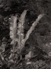 © Tim Fearon  <em>Fern</em>