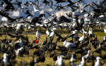 © Chris Chandler  <em>Spot the odd one out!</em>