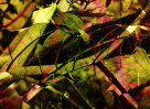 © David Crutchley  <em>Gunnera</em>