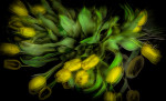 © Graham Wood  <em>Daffodil Shake</em>