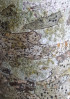 © Jeanette Davidson  <em>silver birch</em>