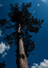 © Paul Higgins  <em>Looking Up</em>