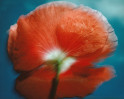 © Tim Fearon  <em>Red Poppy, Blue Sky</em>