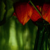 © Yvonne Fairclough  <em>Chinese Lanterns</em>