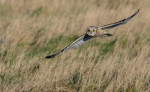 © Brian Blinkhorn  <em>Short Eared Owl</em>