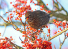 © David Crutchley  <em>Feeding Blackbird</em>