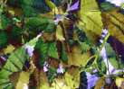 © David Crutchley  <em>Sweet Chestnut foilage</em>