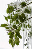 © Graham Wood  <em>The Holly and the Ice</em>