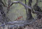 © Jeanette Davidson  <em>fox in oz</em>