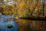 © Malcolm Walker  <em>Autumnal beech curtain along the River Wharfe</em>