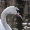 © Sue Best  <em>Swan</em>