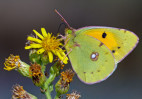 © Tim Fearon  <em>Clouded Yellow Butterfly</em>