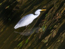 © Tim Fearon  <em>Great Egret</em>