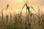 © Yvonne Fairclough  <em>At the dawn of the day.</em>