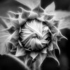 © Graham Wood  <em>Sunflower Beginnings</em>