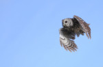© Jeanette Davidson  <em>tawny owl</em>
