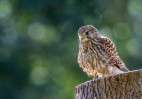 © Brian Blinkhorn  <em>Juvenile Kestrel</em>