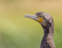 © Brian Blinkhorn  <em>Cormorant</em>