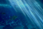 © Chris Chandler  <em>Oceanarium</em>
