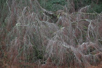 © Elaine Ward  <em>Fallen Willow</em>