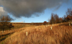 © Elaine Ward  <em>New trees with cloud</em>