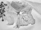 © Gill Pinkerton  <em>Hydrangea</em>