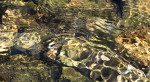 © Gill Pinkerton  <em>Caustics</em>