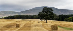 © Gill Pinkerton  <em>Cornfield</em>