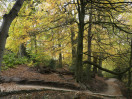 © Gill Pinkerton  <em>Strid Woods</em>
