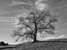 © Gill Pinkerton  <em>Single Tress</em>