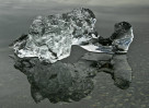 © Harry Pinkerton  <em>Study in ice</em>